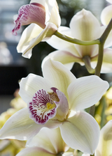 Orchids