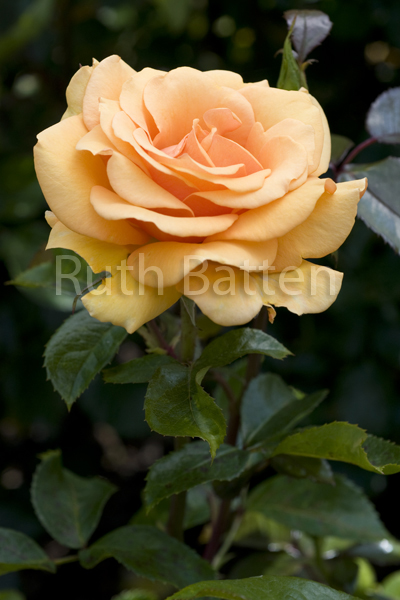 Deep Secret Rose
